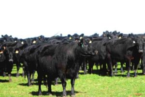 The CAAB, Angus Pure and Natural Beef brands will be produced under exclusive license to Thomas Foods International.